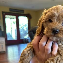 Jack - Golden Cockapoo puppy in Mena, Arkansas from Ouachita River Cockapoos