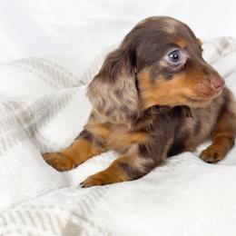 Matcha - Chocolate and tan female Dachshund puppy in Sacramento, California from MiniDoxPups