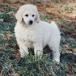 Australian Labradoodle and Poodle Puppies from Hunter Farm