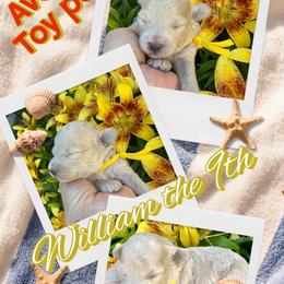 William - Cream male Poodle puppy in Oceanside, New York from Anastasia Poodles three four seven seven five four two three four five