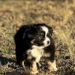 Cupid - Black tri male Toy Australian Shepherd puppy in Kenedy, Texas from C&W Toy Aussies & Poodles