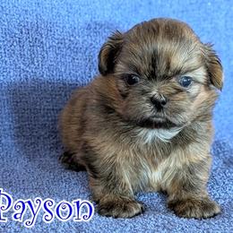 Payson - Brindle male Shih Tzu puppy in Surprise, Arizona from Arizona Shih Tzu
