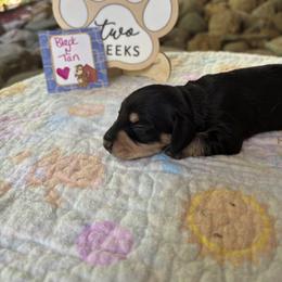 Black n Tan - Black and tan female Dachshund puppy in Helenville, Wisconsin from Remarkable Doxies