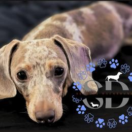 Zoey - Dachshund