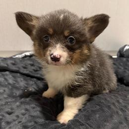 Vince - Blue male Pembroke Welsh Corgi puppy in Decatur, Texas from Bar S Corgis