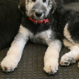 Goldendoodle Puppies from Rolling Acres Doodles and Poodles