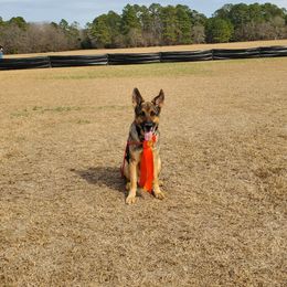Yona  - German Shepherd