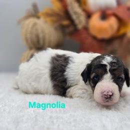 Magnolia - Grey and white female Bernedoodle puppy in Summerville, South Carolina from Channys Doodles