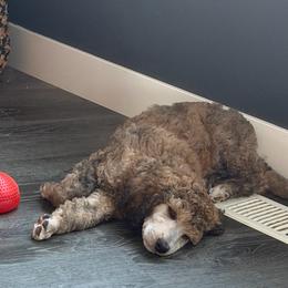 Sunny - Brindle female Poodle puppy in Wabasha, Minnesota from Roemer’s Standard Poodles
