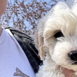 Cavapoos and Cavapoochons from Wine country cavapoos