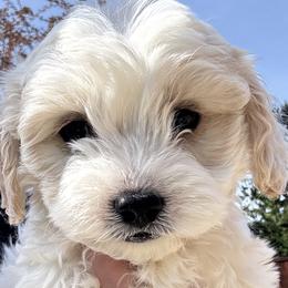 Cavapoos and Cavapoochons from Wine country cavapoos