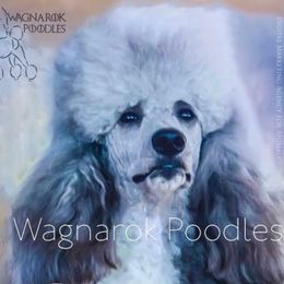 Siggi - Poodle