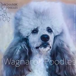 Siggi - Poodle
