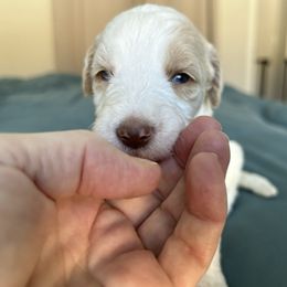 Girl 4 - Parti female Goldendoodle puppy in Peoria, Arizona from Az Adorable Doodles