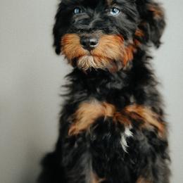 Raven - Black female Schnoodle puppy in Caldwell, Idaho from Boise Doodle Co.