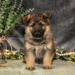 German Shepherd Puppies from D.S. Canine