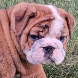 Reserved - Red brindle and white Bulldog puppy in Granville, Iowa from Wrinkly Blessings English Bulldogs