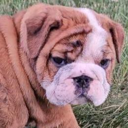 Reserved - Red brindle and white Bulldog puppy in Granville, Iowa from Wrinkly Blessings English Bulldogs