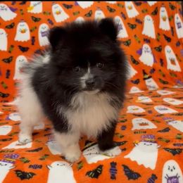Black Parti Boy. ACA - Black parti male Pomeranian puppy in Princeton, New Jersey from PureLove Poms.