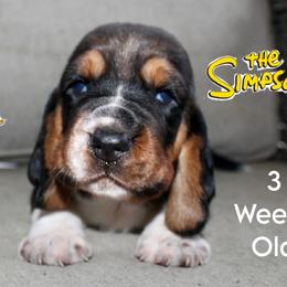 Marge - Black brown and white female Basset Hound puppy in Jacksboro, Texas from Basset Hounds of Jacksboro, Tx