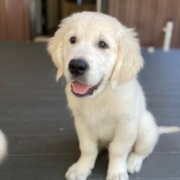 Golden Retriever Puppies from Smokey Mountain English Goldens