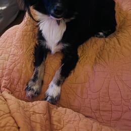 Companion Cross, Dachshund, Pomeranian, and Toy Australian Shepherd Puppies from Hochatown Awesome Aussies