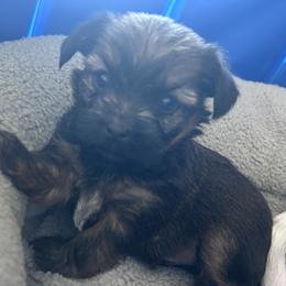Teddy - Brown male Shihpoo puppy in Denver, Colorado from Angel babies