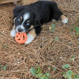 Tauri - Black tri-color male Australian Shepherd puppy in Douglas County, Colorado from 5280 Australian Shepherd
