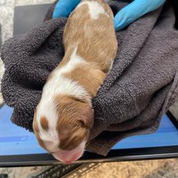 Blenheim Boy - Blenheim male Cavalier King Charles Spaniel puppy in Meredith, New Hampshire from Meant To Be Cavalier King Charles Spaniels