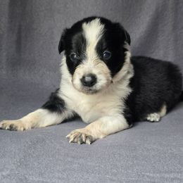 Fighter - Black and white male Border Collie puppy in East Brady, Pennsylvania from Riverwood