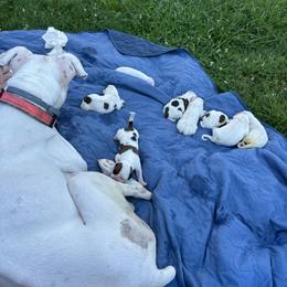 Boxer Puppies from Best Friends