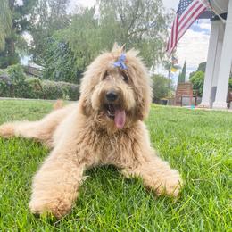 Belle - Australian Labradoodle