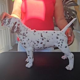 Dalmatian Puppies from Spotted Theory