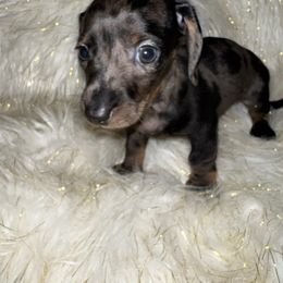 Little Blue - Blue and gold female Yorkshire Terrier puppy in Darrington, Washington from Seven Cedars Yorkies