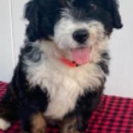Bernedoodles, Goldendoodles, and Golden Retrievers from Farr’s Goldens and Doodles