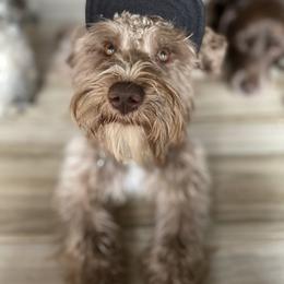 Miniature Schnauzers from Deluxe Mini Schnauzers