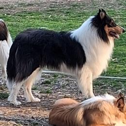 Benz - Collie
