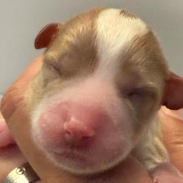 Boy 3 - Blenheim male Cavapoo puppy in Yuciapa, California from AlltheDoodlez_