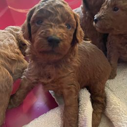 Girl 5 - Red  female Poodle puppy in Anaheim, California from Amelia's Poodles