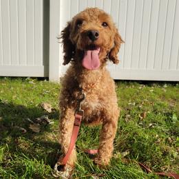 Olivia - Labradoodle