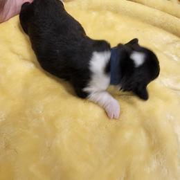 American Corgi Puppies from Shadey Lane Corgis