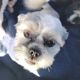 Shih Tzus from Benjis Babies