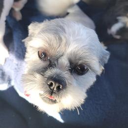 Shih Tzus from Benjis Babies