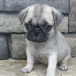 Miniature Australian Shepherds and Pugs from Windsorsprings