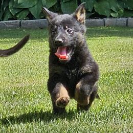 Girl 2 - Black and tan female German Shepherd puppy in Richland, New York from Hirten Bray Hugel