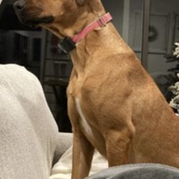 Black Mouth Curs from Sand Hill BMC Breeder