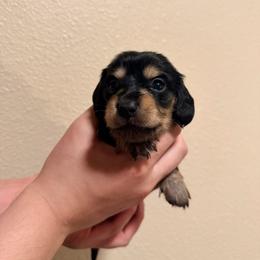 Blue - Black and cream male Dachshund puppy in Oakdale, California from Mini dachshunds
