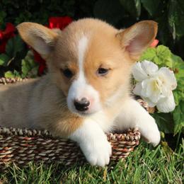Sweety - Pembroke Welsh Corgi puppy from Covered Bridge Corgis