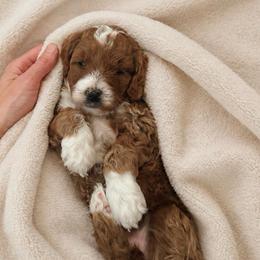 Girl 1 - Red  female Goldendoodle puppy in Sacramento, Utah from Little legacy doodles