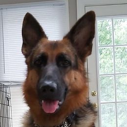Aoife - German Shepherd
